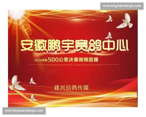 信鸽比赛直播平台全程同步赛事精彩瞬间与专业数据分析